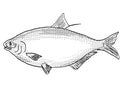 Bigmouth buffalo or Ictiobus cyprinellus Freshwater Fish Drawing