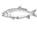 Bigmouth buffalo or Ictiobus cyprinellus Freshwater Fish Drawing