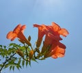 Bignonia grandiflora orange cone flower on blue sky isolated in summer
