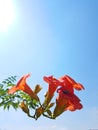 Bignonia grandiflora orange cone flower on blue sky isolated in summer