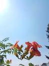 Bignonia grandiflora orange cone flower on blue sky isolated in summer