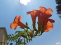 Bignonia grandiflora orange cone flower on blue sky isolated in summer