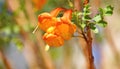 Bignoniaceae family in a garden of Fuerteventura Royalty Free Stock Photo