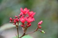 Bignoniaceae plant flowers Royalty Free Stock Photo