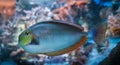 Bignose Unicornfish Coral Reef Fish Naso vlamingii