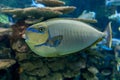 Bignose Unicornfish Naso Vlamingii Tropical Sea And Ocean Fish
