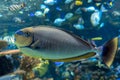 Bignose unicornfish Naso vlamingii tropical sea and ocean fish