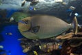 Bignose unicornfish Naso vlamingii tropical sea and ocean fish