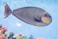 Bignose unicornfish swimming in the Monterey Bay Aquarium, California, United States Royalty Free Stock Photo