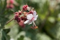 Bigroot geranium Geranium macrorrhizum Royalty Free Stock Photo