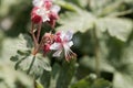 Bigroot geranium Geranium macrorrhizum Royalty Free Stock Photo