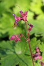 Bigroot geranium or Geranium macrorrhizum ornamental flowering plant with pink to magenta open flowers and flower buds on hairy