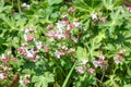 Bigroot geranium (geranium macrorrhizum spessart) flowers Royalty Free Stock Photo