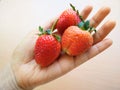 Bigsize strawberry in hand Royalty Free Stock Photo