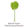 Bigtooth aspen icon, flat style Royalty Free Stock Photo