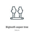 Bigtooth aspen tree outline vector icon. Thin line black bigtooth aspen tree icon, flat vector simple element illustration from