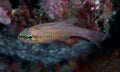 Bigtooth Cardinalfish