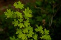 Bigtooth Maple Leaves In Summer