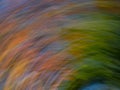 Bigtooth Maple Tree with Autumn Leaves Photographed with ICM, Intentional Camera Movement