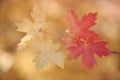 Bigtooth maple tree leaves in the fall