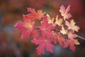 Bigtooth maple tree leaves in the fall