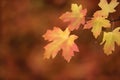 Bigtooth maple tree leaves in the fall Royalty Free Stock Photo