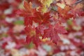 Bigtooth maple tree leaves in the fall