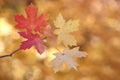 Bigtooth maple tree leaves in the fall