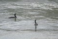Bigua Cormorant swimming on the waves Royalty Free Stock Photo