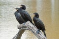 Bigua, Neotropical cormorant or Phalacocorax brasilianus perched on a branch before returning to the water to fish