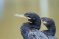 Bigua, Neotropical cormorant or Phalacocorax brasilianus perched on a branch before returning to the water to fish