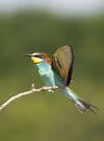 Bijeneter, European Bee-eater, Merops apiaster Royalty Free Stock Photo