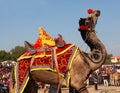 Dromedary camel on annual Camel festival in Rajasthan, India
