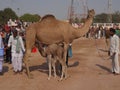 Camel and baby camel calf drinking milk on ground.