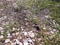 Bike and auto tire tracks on muddy trail pattern. Mud and wheel trace on road after rain with green grass. Royalty Free Stock Photo