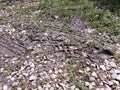 Bike and auto tire tracks on muddy trail pattern. Mud and wheel trace on road after rain with green grass. Royalty Free Stock Photo