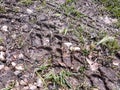 Bike and auto tire tracks on muddy trail pattern. Mud and wheel trace on road after rain with green grass. Royalty Free Stock Photo