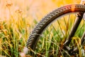 Bike Bicycle Wheel In Summer Green Grass Meadow Field. Close Up Detail. Sunset Sunrise Time Sunlight. Focus On Wheel Royalty Free Stock Photo