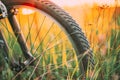 Bike Bicycle Wheel In Summer Green Grass Meadow Field. Close Up Detail. Sunset Sunrise Time Sunlight. Focus On Wheel