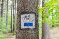 Bike blue trail path sign on tree bark. White and blue paint travel information in forest