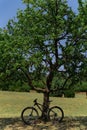 Bike from the brand Specialized leaning and locked on a beautiful tree in the park