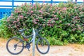 Bike by Flowers in Monerey Royalty Free Stock Photo