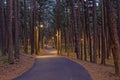 Bike lane through a pine forest at night, lighted by street lanterns Royalty Free Stock Photo