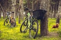 Bike left near tree with green and blooming nature around it. Countryside park, riding bikes, spending time healthy. Royalty Free Stock Photo