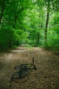 bike lying on path in green beautiful forest