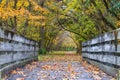 Bike Path Bridge in Autumn Royalty Free Stock Photo