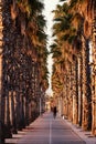 Bike path between palm trees at sunset Royalty Free Stock Photo