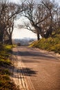 Bike road in national park dunes and mysterious trees