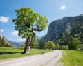 bike route Ahornboden, spring landscape tirol austria with big maple tree