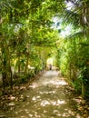 Bike in rustic pathway between trees on a sunny day